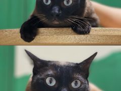 -藏猫猫咖啡主题馆(中央大道店)