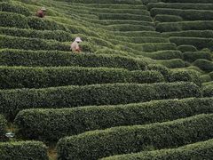 -龙坞茶村