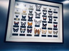 -上海昆虫博物馆