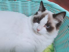 -70cat德文卷毛猫·缅因猫纯种猫舍
