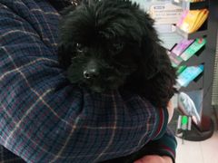 -瑞派福兴宠物医院犬猫全科·骨科·中西医结合(河东店)