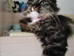 -左邻右舍褡裢火烧(石榴园店)