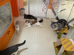 -三花喵·撸猫购宠·宠物生活馆(虹桥南丰城店)