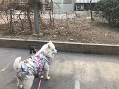 -瑞派福兴宠物医院犬猫全科·骨科·中西医结合(河东店)