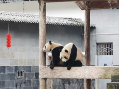 -中国大熊猫保护研究中心雅安碧峰峡基地