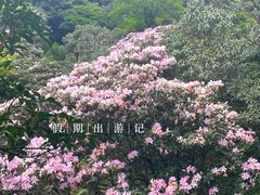 -梧桐山风景名胜区