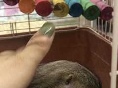 -钓仓鼠(洋桥北里小区店)