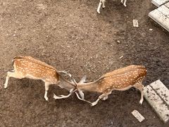 -青藏高原野生动物园