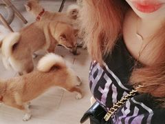 -柴犬高等学院·狗咖·柴犬售卖·宠物训练