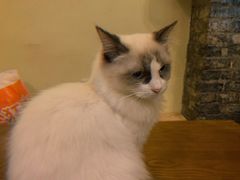 -猫色咖啡·猫咖