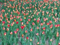 -长春公园(普阳街道)