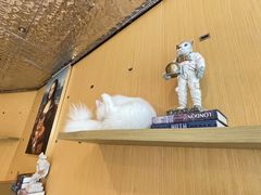 -飞行喵MR PILOT|猫舍·猫咖(静安大融城店)