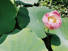 -杭州植物园