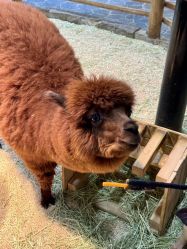 -Zoolung Zoolung动物主题公园(海信广场店)