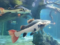 -华夏文旅海洋公园