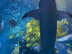 -太平洋海底世界