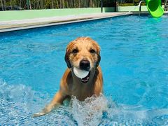 -爪吧宠物乐园 (温榆河示范区店)