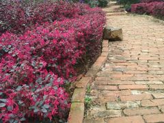 -南宁良凤江国家森林公园