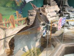 -萌宠奇缘(荣鼎店)