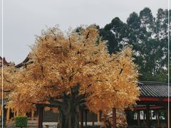 -广东圆玄道观
