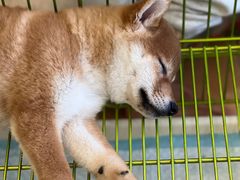 -Let's go狗咖·猫咖·奶狗·桌游(春熙路IFS店)