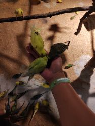 -酷嗒动物文化乐园(cutezoo西溪乐天城店)