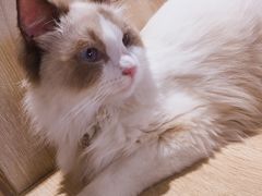 -藏猫猫咖啡主题馆(中央大道店)