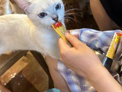-猫猫幼稚园·撸猫·桌游·电玩