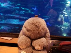 -迪拜帆船酒店海底餐厅