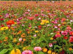 -枫林花海