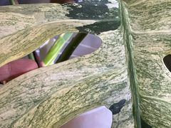 -Butchart布查德鲜花(花艺设计中心)