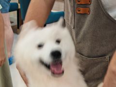 -安格丽娜·狗咖·猫咖羊驼咖(春熙路百盛商场店)