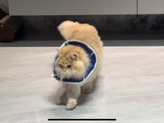 -瑞派康怡24h宠物医院·犬猫医疗中心·微创绝育(瑞景分院)