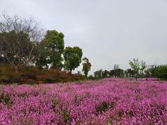 -春花秋色城市公园