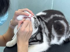 -爱洗澡的猫(望京店)