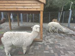 -长白岛森林公园