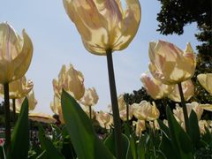 -上海鲜花港