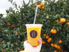 -柑橘农场