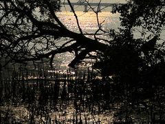 -宝安西湾红树林湿地公园