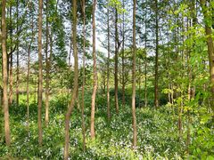 -桤木河湿地公园