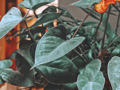 -花马天堂云南餐厅 Lost Heaven(外滩店)