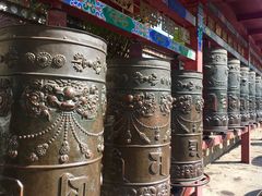 -塔尔寺菩提树