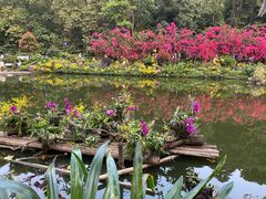 -深圳仙湖植物园