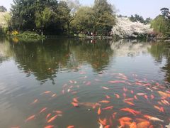 -西湖外事游船(花港观鱼码头)