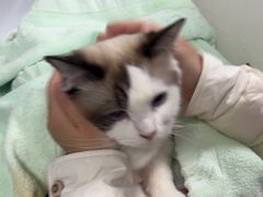 -纳吉亚猫专科动物诊疗中心(蒋宅口分院)