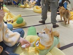 -逗柴咖啡屋·狗咖猫咖宠物桌游