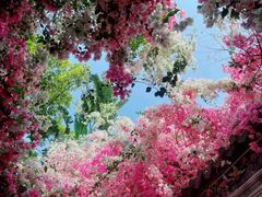 -深圳国际园林花卉博览园