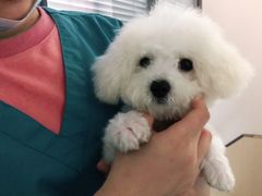 -安安宠物医院(情缘分院)