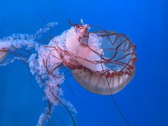 -大连老虎滩海洋公园