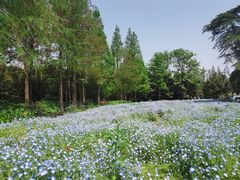 -上海滨江森林公园